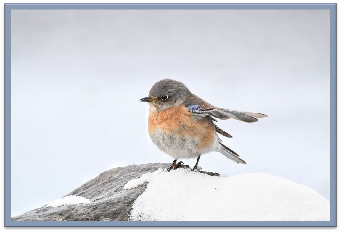 Small bird with a white and orange breast standing in the snow.